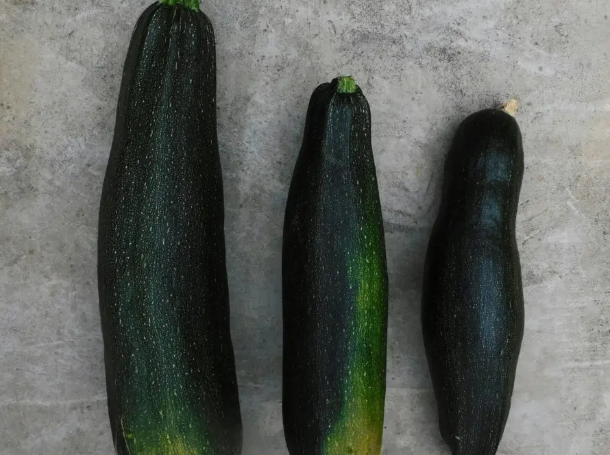 Fried Zucchini and Squash