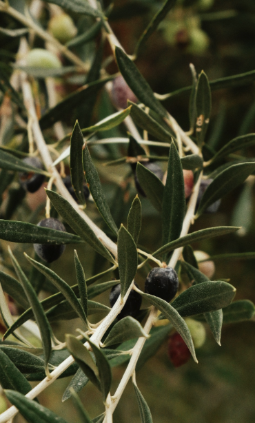 Understanding Olive Oil Fraud: Key Issues and The Impact