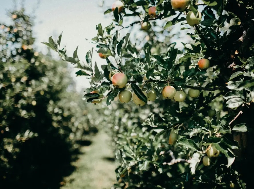 Apple Pie