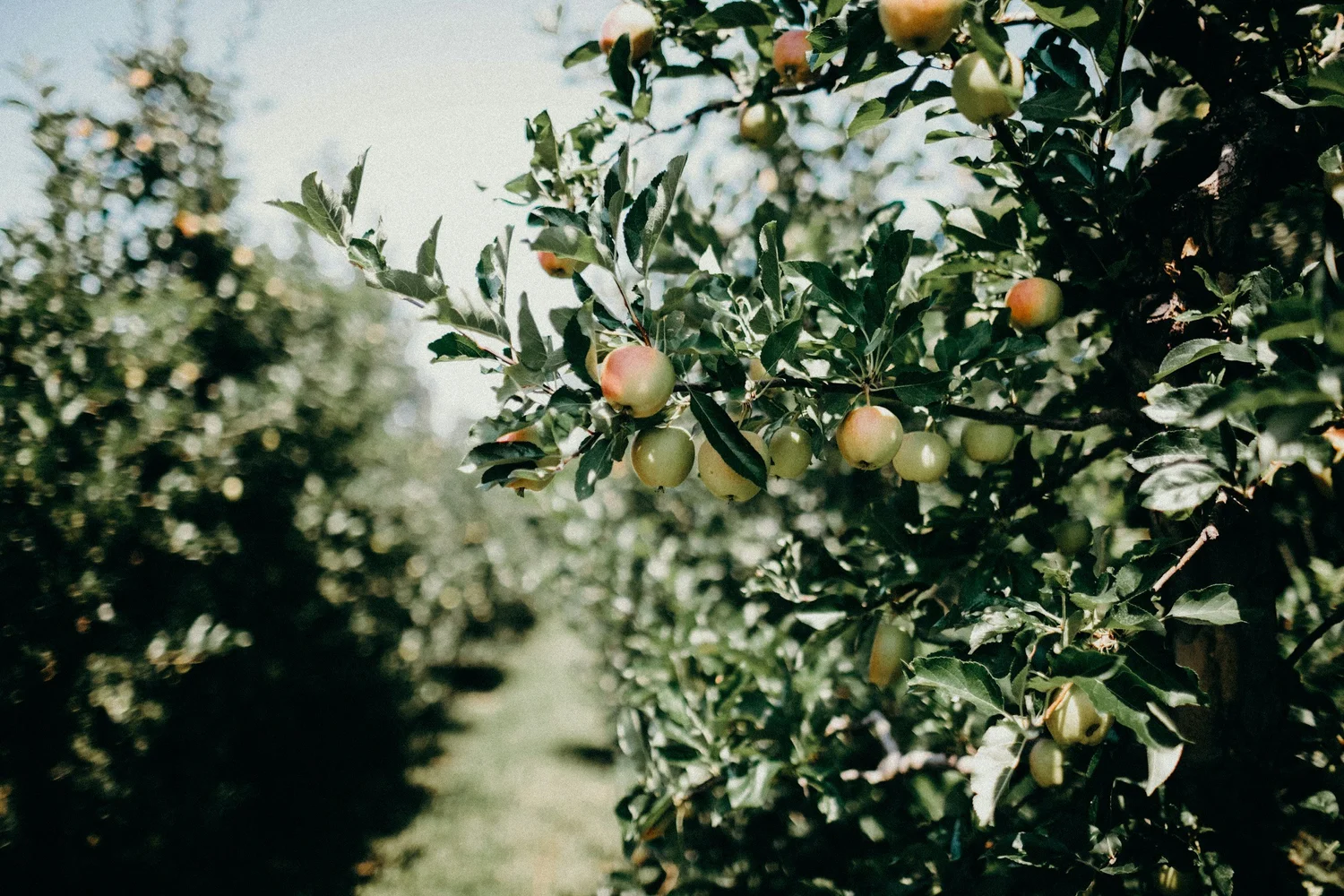 Apple Pie
