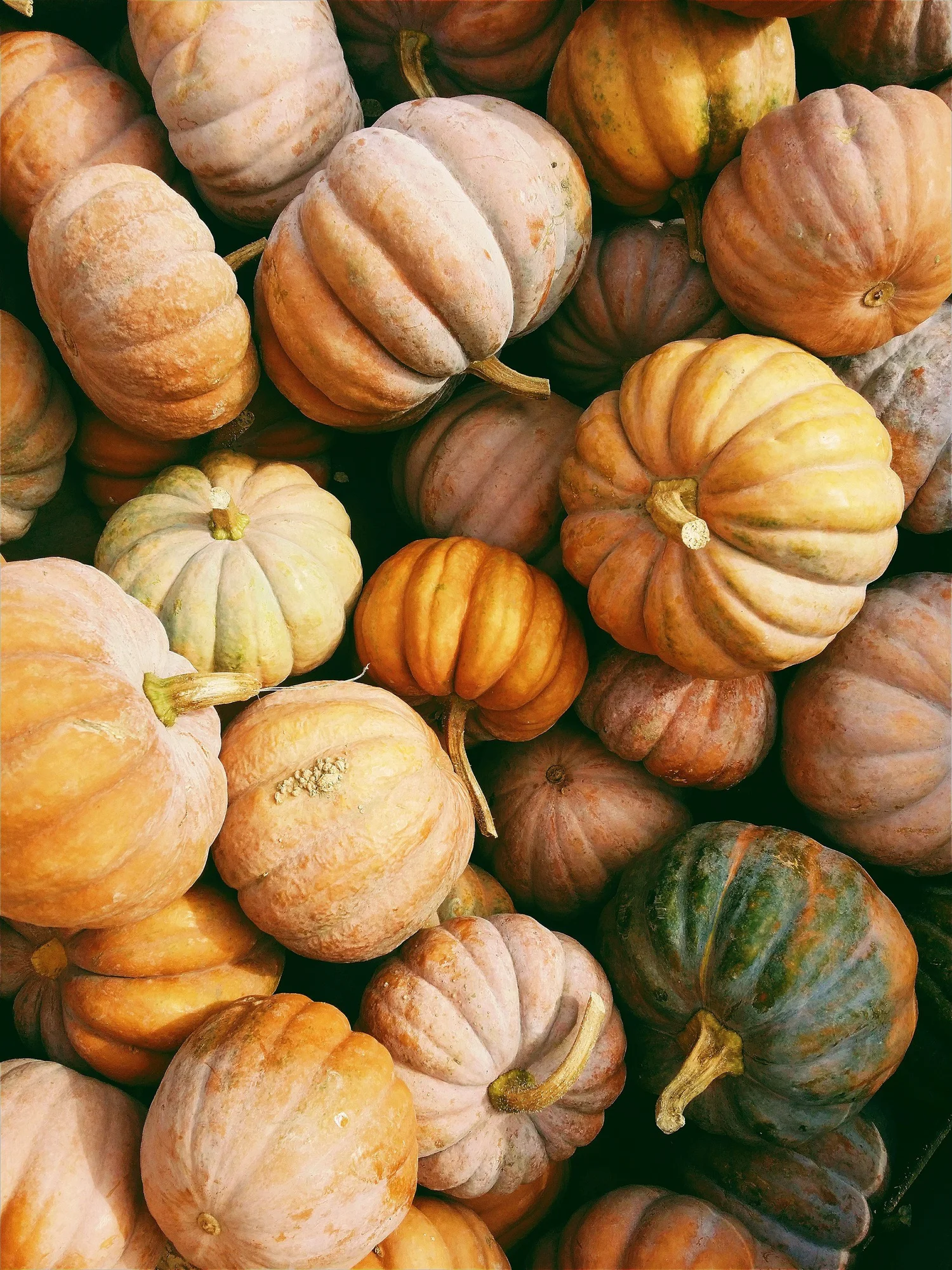 Pumpkin Pie
